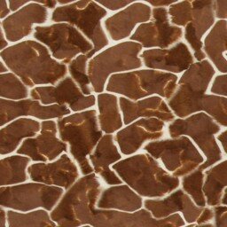 Zoo new Giraffe
