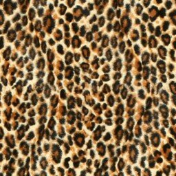 Zoo Leopard