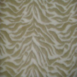 Zebra 6